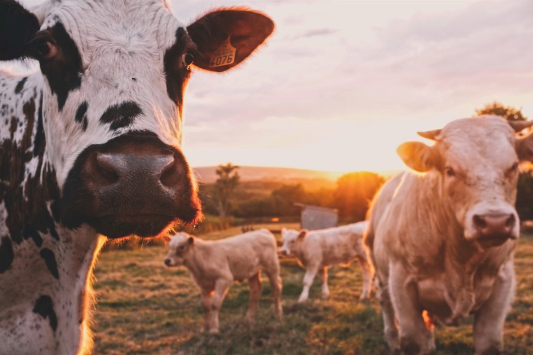 Україна збільшила імпорт молочних продуктів на 30% Україна збільшила імпорт молочних продуктів на 30%